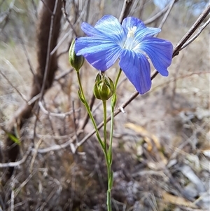 Linum marginale at Kambah, ACT - 27 Oct 2024 09:03 AM