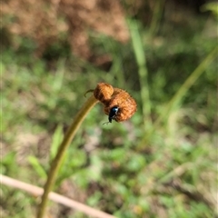 Chrysomelidae sp. (family) (Unidentified Leaf Beetle) at Wee Jasper, NSW - 27 Oct 2024 by Wildlifewarrior80