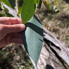 Eucalyptus sp. (A Gum Tree) at Wee Jasper, NSW - 27 Oct 2024 by Wildlifewarrior80