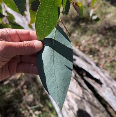 Eucalyptus sp. (A Gum Tree) at Wee Jasper, NSW - 27 Oct 2024 by Wildlifewarrior80