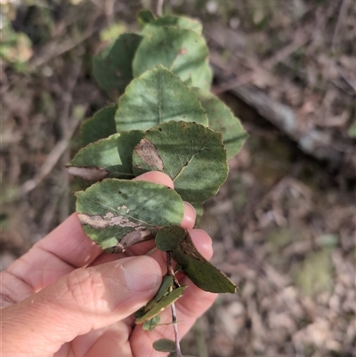 Eucalyptus bridgesiana (Apple Box) at Wee Jasper, NSW - 27 Oct 2024 by Wildlifewarrior80