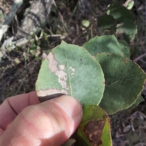 Eucalyptus bridgesiana at Wee Jasper, NSW - 27 Oct 2024