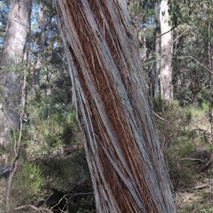 Eucalyptus macrorhyncha (Red Stringybark) at Wee Jasper, NSW - 27 Oct 2024 by Wildlifewarrior80