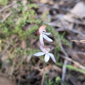 Caladenia moschata at Wee Jasper, NSW - suppressed