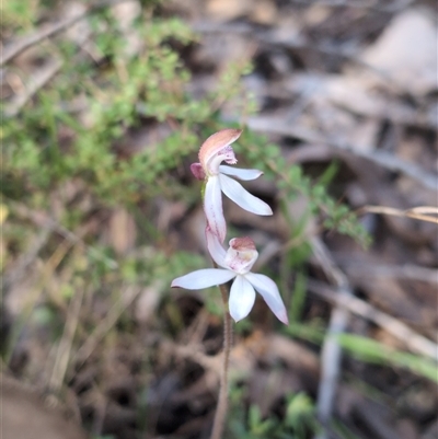 Caladenia moschata (Musky Caps) at Wee Jasper, NSW - 27 Oct 2024 by Wildlifewarrior80