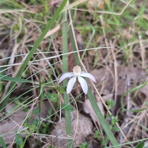 Caladenia moschata at Wee Jasper, NSW - suppressed