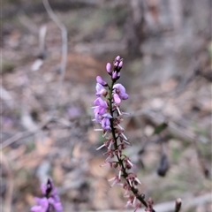 Indigofera australis subsp. australis (Australian Indigo) at Wee Jasper, NSW - 27 Oct 2024 by Wildlifewarrior80