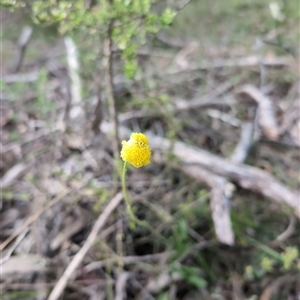 Craspedia variabilis at Wee Jasper, NSW - 27 Oct 2024