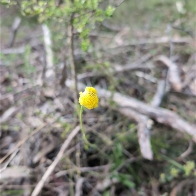 Craspedia variabilis (Common Billy Buttons) at Wee Jasper, NSW - 27 Oct 2024 by Wildlifewarrior80