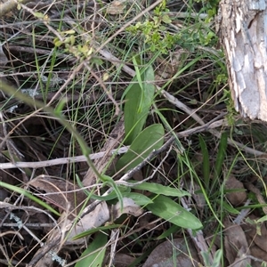 Craspedia variabilis at Wee Jasper, NSW - suppressed