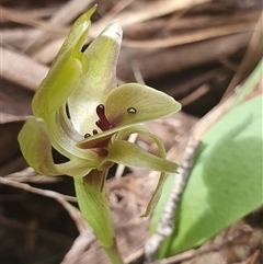 Chiloglottis valida (Large Bird Orchid) at Yaouk, NSW - 26 Oct 2024 by Bubbles