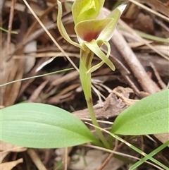 Chiloglottis valida at Yaouk, NSW - suppressed