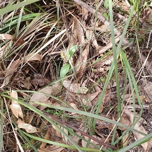 Chiloglottis valida at Yaouk, NSW - suppressed