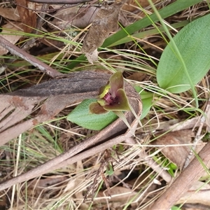 Chiloglottis valida at Yaouk, NSW - suppressed