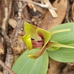 Chiloglottis valida at Yaouk, NSW - suppressed