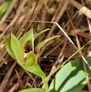 Chiloglottis valida at Yaouk, NSW - suppressed