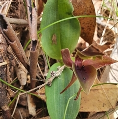 Chiloglottis valida at Yaouk, NSW - suppressed