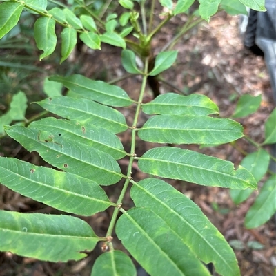 Toona ciliata at Lorne, NSW - 27 Oct 2024 by Butlinz