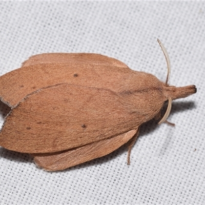 Pararguda nasuta (Wattle Snout Moth) at Jerrabomberra, NSW - 27 Oct 2024 by DianneClarke