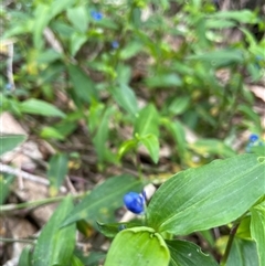 Commelina cyanea (Scurvy Weed) at Dunbogan, NSW - 27 Oct 2024 by Nette