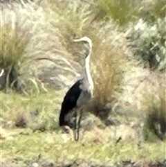 Ardea pacifica (White-necked Heron) at Bungendore, NSW - 27 Oct 2024 by yellowboxwoodland