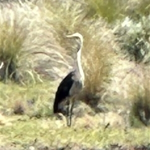 Ardea pacifica at Bungendore, NSW - suppressed