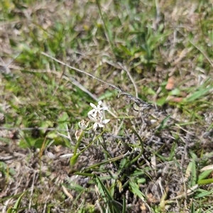 Wurmbea dioica subsp. dioica at Wee Jasper, NSW - 13 Oct 2024