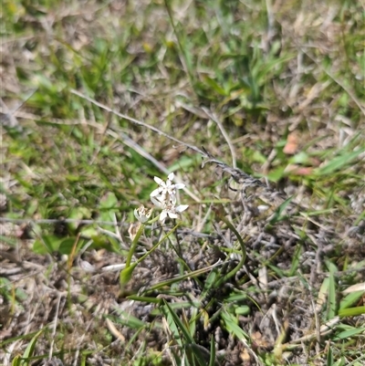 Wurmbea dioica subsp. dioica (Early Nancy) at Wee Jasper, NSW - 13 Oct 2024 by Wildlifewarrior80