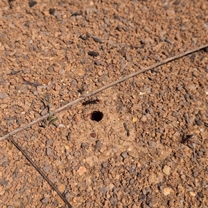 Iridomyrmex purpureus at Wee Jasper, NSW - 13 Oct 2024