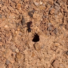 Iridomyrmex purpureus at Wee Jasper, NSW - 13 Oct 2024 11:48 AM