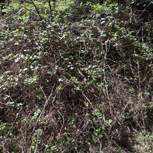 Rubus anglocandicans at Wee Jasper, NSW - 13 Oct 2024