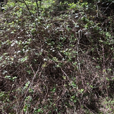 Rubus anglocandicans (Blackberry) at Wee Jasper, NSW - 13 Oct 2024 by Wildlifewarrior80