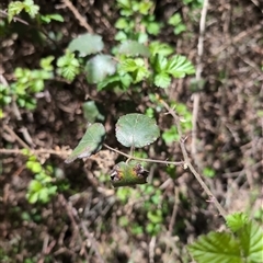 Rubus anglocandicans at Wee Jasper, NSW - 13 Oct 2024