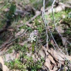 Wurmbea dioica subsp. dioica (Early Nancy) at Wee Jasper, NSW - 13 Oct 2024 by Wildlifewarrior80