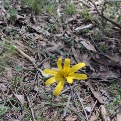 Microseris walteri at Wee Jasper, NSW - 13 Oct 2024 by Wildlifewarrior80