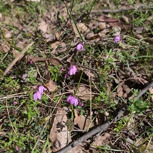 Tetratheca bauerifolia at Wee Jasper, NSW - 13 Oct 2024