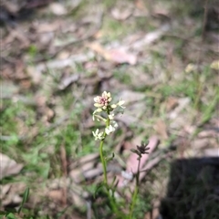 Stackhousia monogyna (Creamy Candles) at Wee Jasper, NSW - 13 Oct 2024 by Wildlifewarrior80