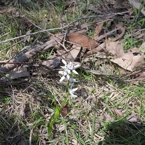 Wurmbea dioica subsp. dioica at Wee Jasper, NSW - 13 Oct 2024