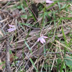 Caladenia carnea (Pink Fingers) at Wee Jasper, NSW - 12 Oct 2024 by Wildlifewarrior80