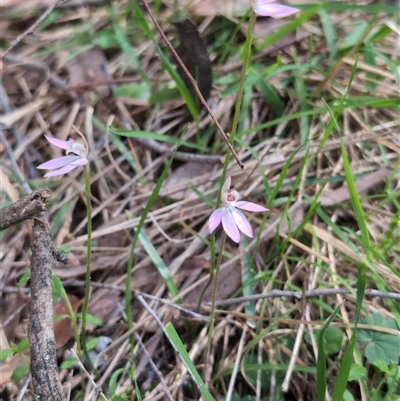 Caladenia carnea (Pink Fingers) at Wee Jasper, NSW - 12 Oct 2024 by Wildlifewarrior80