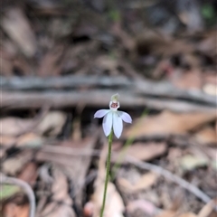 Caladenia carnea (Pink Fingers) at Wee Jasper, NSW - 13 Oct 2024 by Wildlifewarrior80