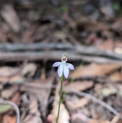 Caladenia carnea (Pink Fingers) at Wee Jasper, NSW - 13 Oct 2024 by Wildlifewarrior80