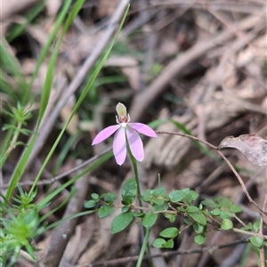 Caladenia carnea at Wee Jasper, NSW - suppressed