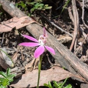 Caladenia carnea at Wee Jasper, NSW - suppressed