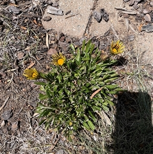 Gazania x splendens at Stirling, ACT - 27 Oct 2024 11:13 AM