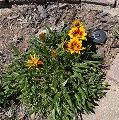 Gazania x splendens at Stirling, ACT - 27 Oct 2024 11:13 AM