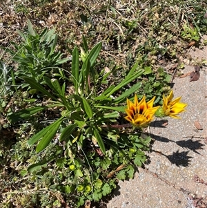 Gazania x splendens at Stirling, ACT - 27 Oct 2024 11:13 AM