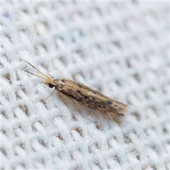 Hydroptilidae (family) (Micro-caddisfly) at Harrison, ACT - 26 Oct 2024 by DPRees125