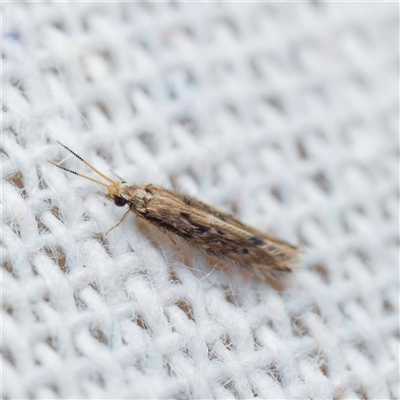 Hydroptilidae (family) (Micro-caddisfly) at Harrison, ACT - 26 Oct 2024 by DPRees125