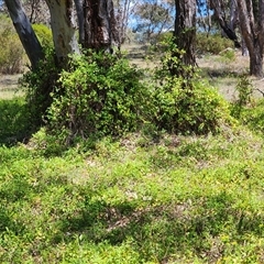 Lonicera japonica (Japanese Honeysuckle) at Farrer, ACT - 27 Oct 2024 by julielindner